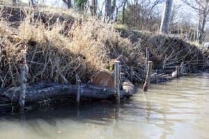Tree revetments stability the shoreline of Lady Bird Lake