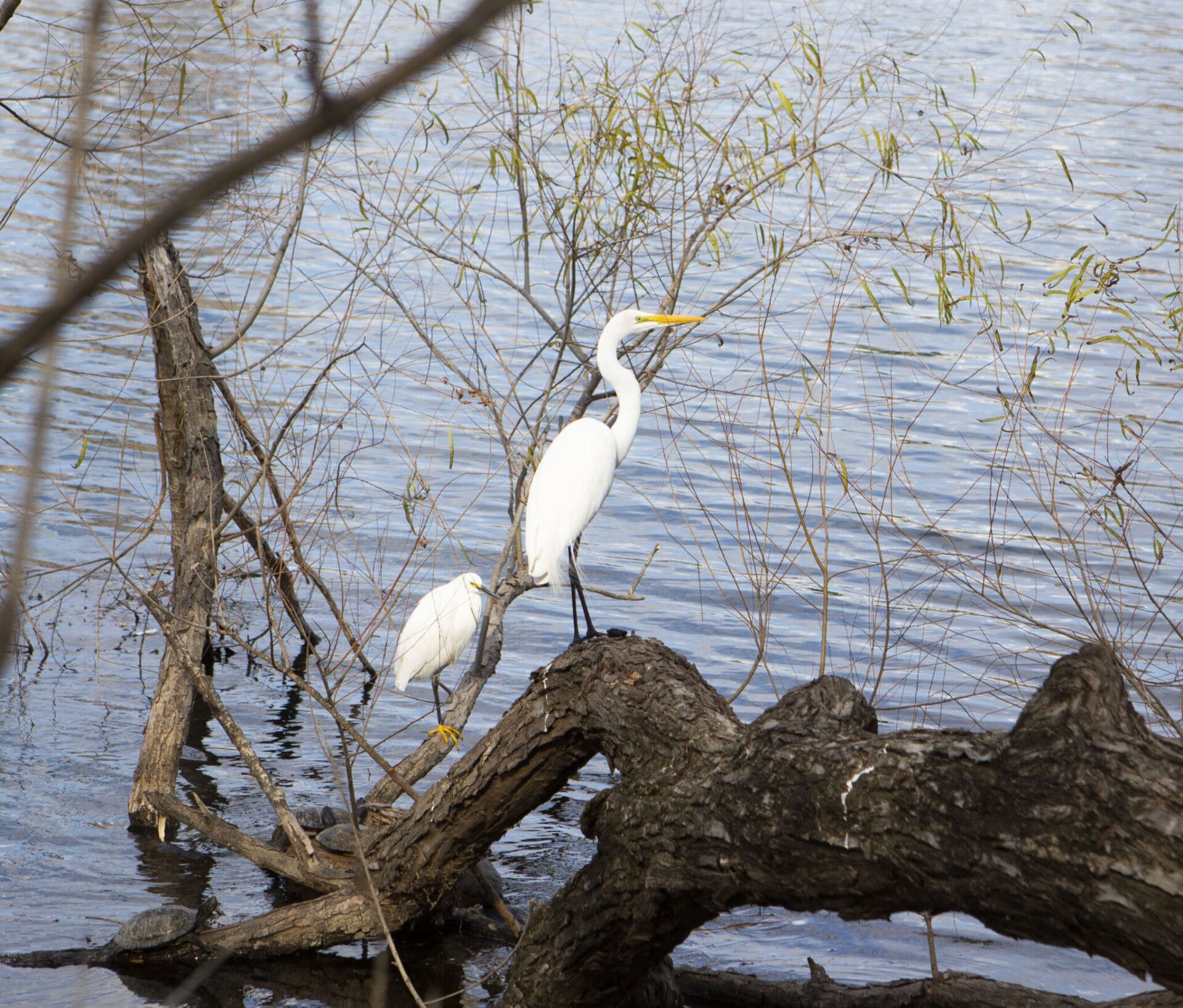 Two Great Egrets sit on a log in the water