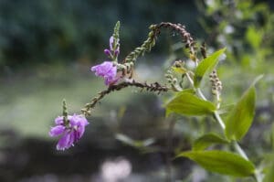 Bright purple flowers on bright green stem with leaves on a blurred natural background with water