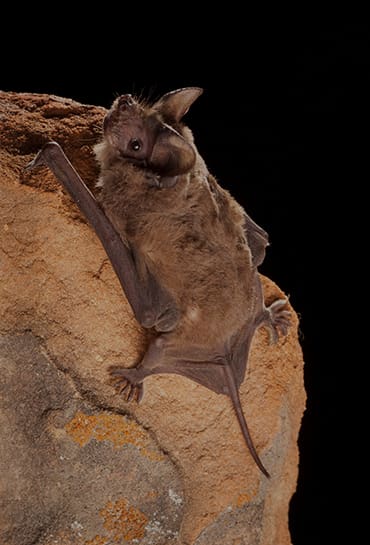 Mexican Free Tail Bat
