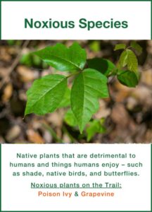 Noxious Species: Native plants that are detrimental to humans and things humans enjoy – such as shade, native birds, and butterflies. Noxious plants on the Trail: Poison Ivy & Grapevine
