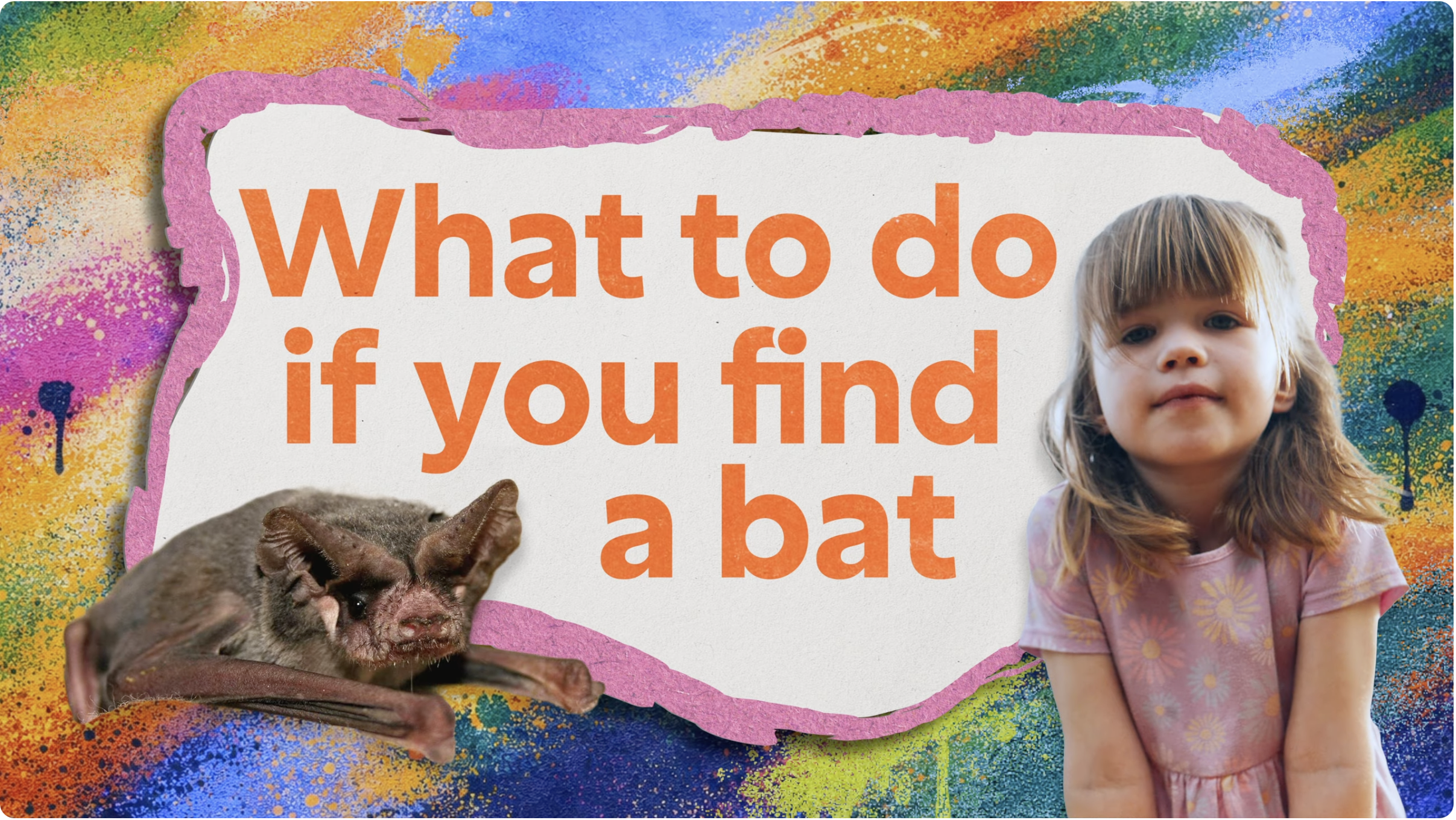 What to do if you find a bat