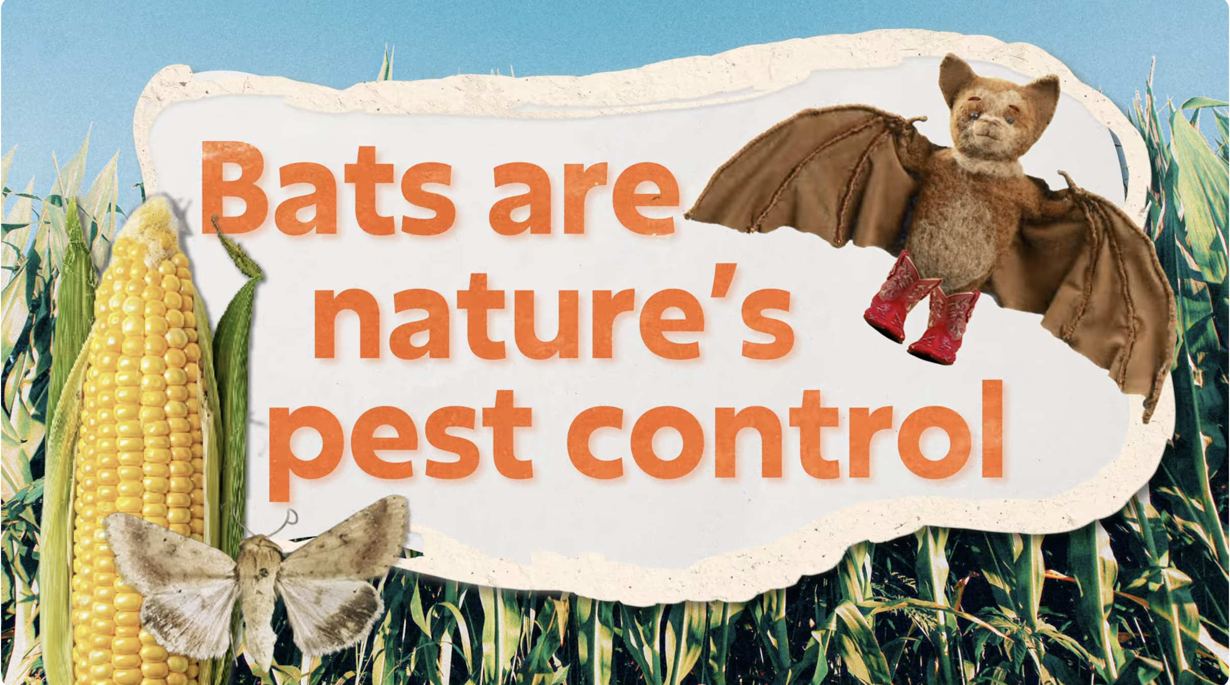 Bats are Nature's Pest Control